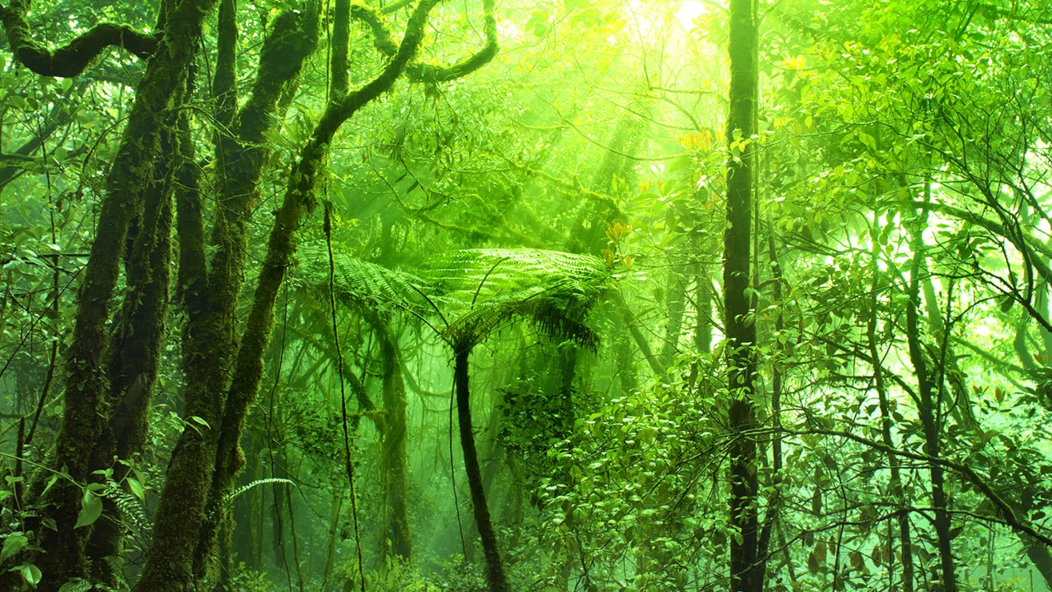 Cameron Highlands / Ipoh / Perak